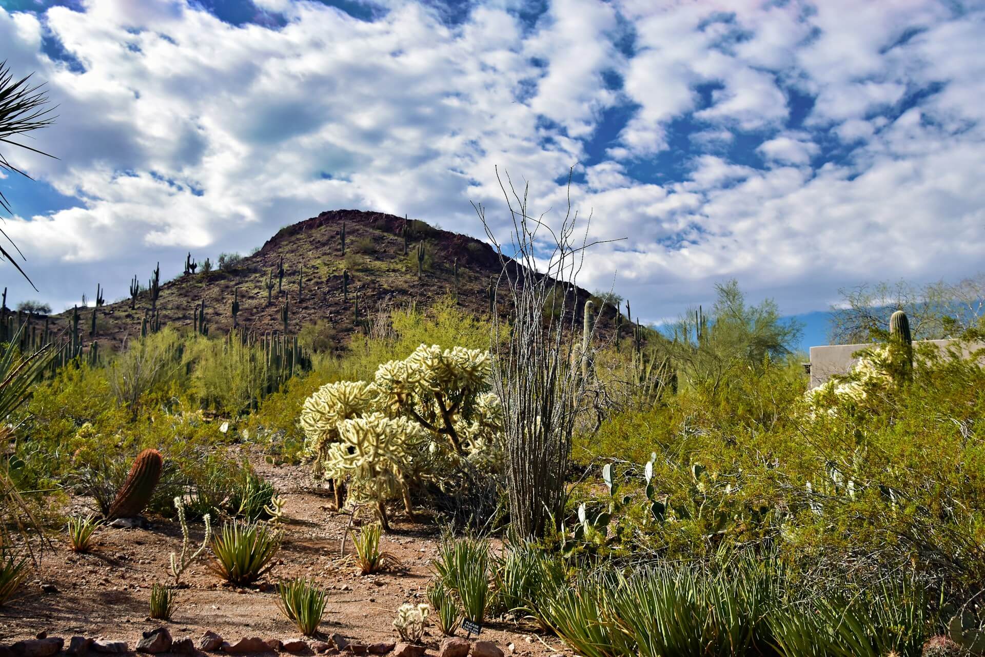 A hill in the Arizona desert.